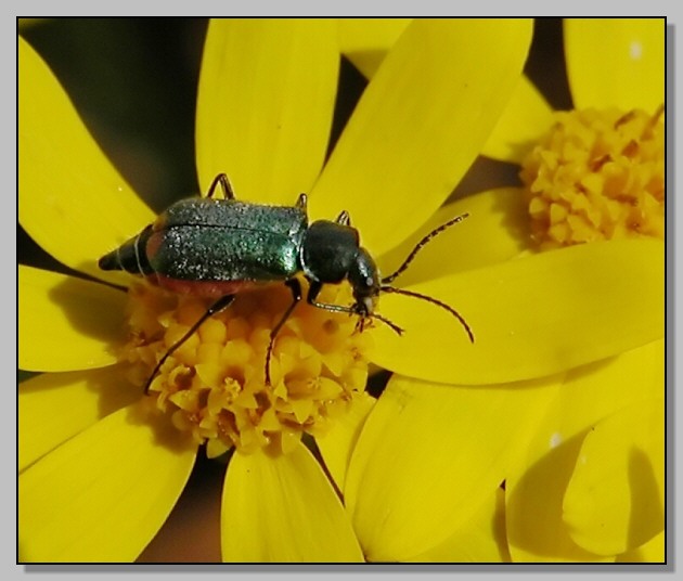 Clanoptilus sp. e Melasoma populi